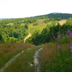 Dlaczego Świętokrzyski Park Narodowy został objęty ochroną? Odkryj powody.