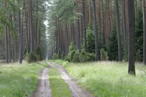 Trasy w Borach Tucholskich – Przewodnik: Szlak Leśny im. Jana Pawła II