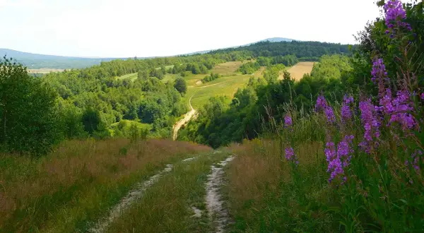 Dlaczego Świętokrzyski Park Narodowy został objęty ochroną? Odkryj powody.