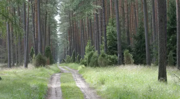 Trasy w Borach Tucholskich – Przewodnik: Szlak Leśny im. Jana Pawła II