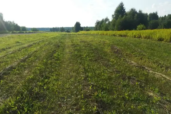 Ile kosztuje hektar ziemi w świętokrzyskim? Zaskakujące ceny i czynniki wpływające na wartość